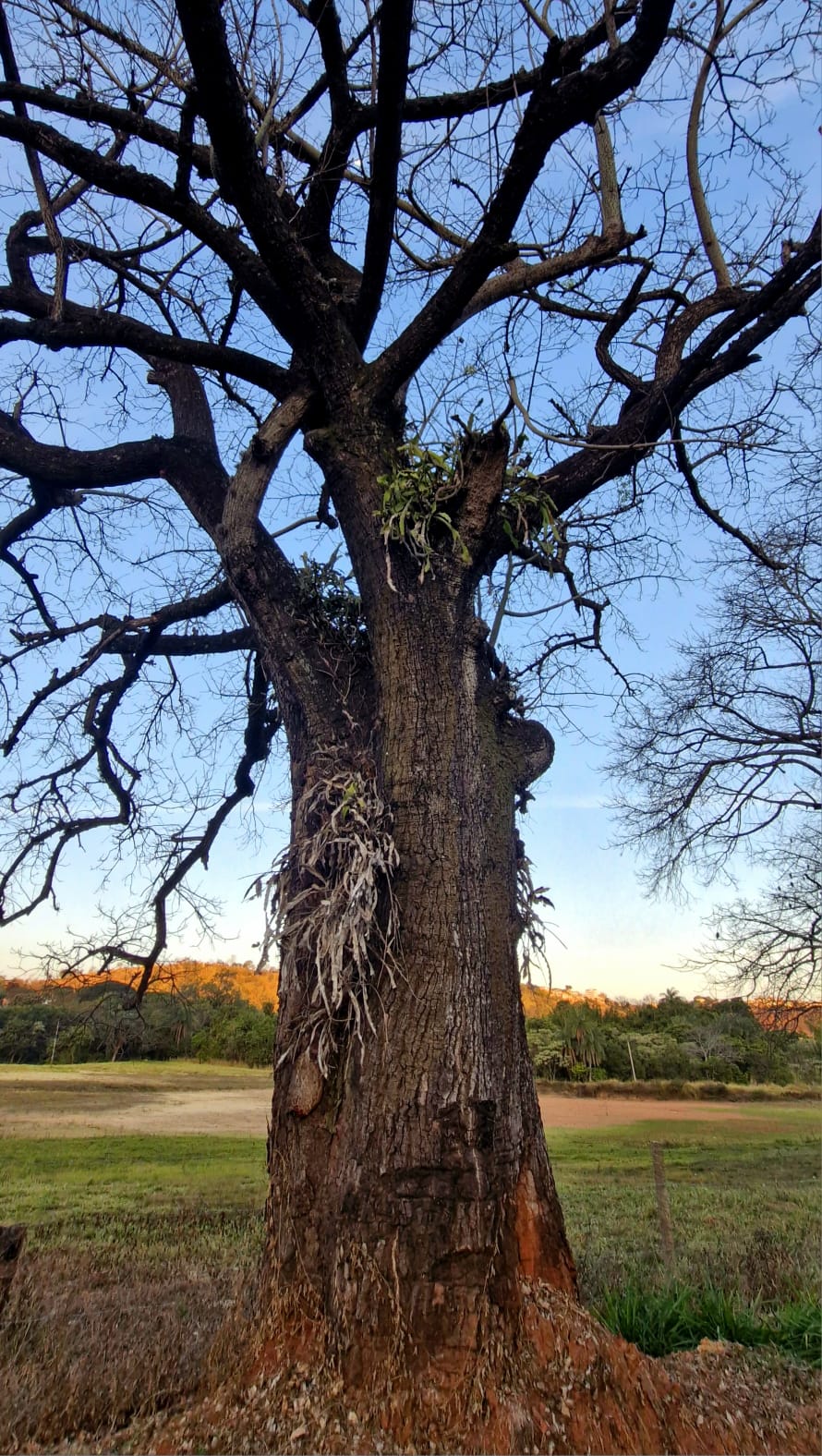 Árvore centenária com orquídeas no tronco ao entardecer