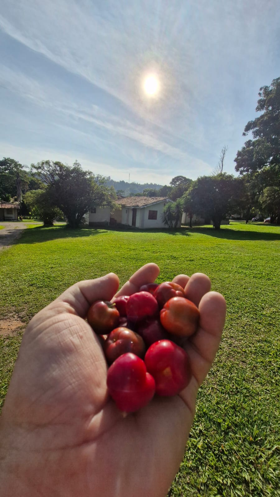 Frutas colhidas com gramado e casa da fazenda ao fundo