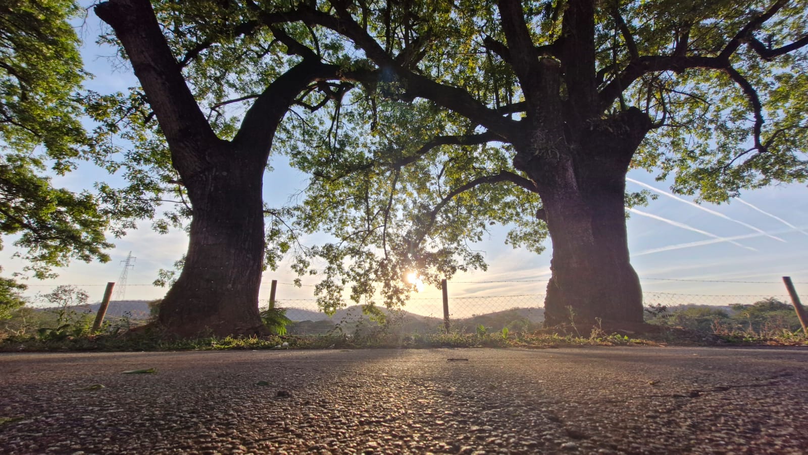 Duas árvores centenárias vistas do chão com sol entre elas