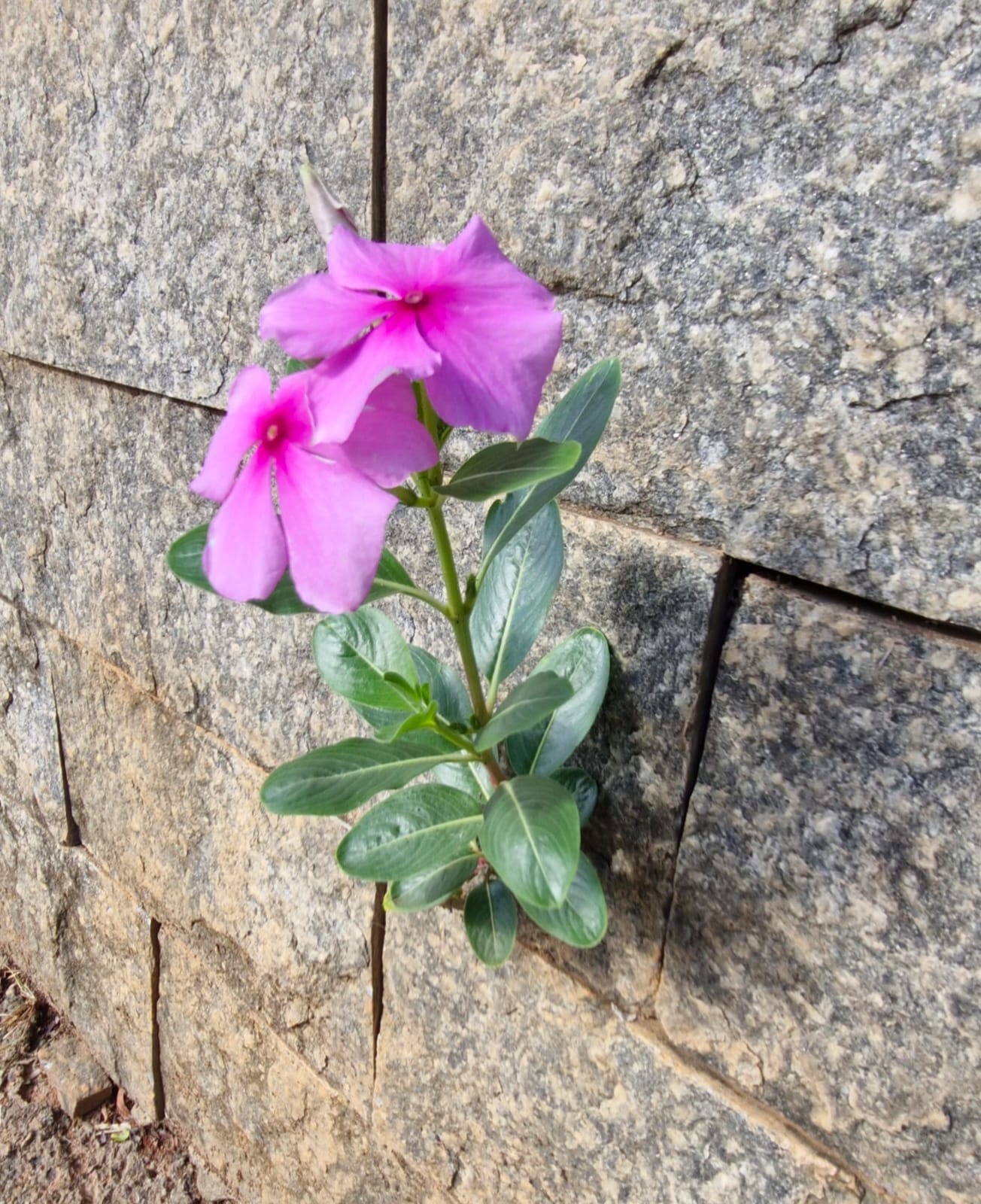 Flor rosa brotando entre pedras de granito