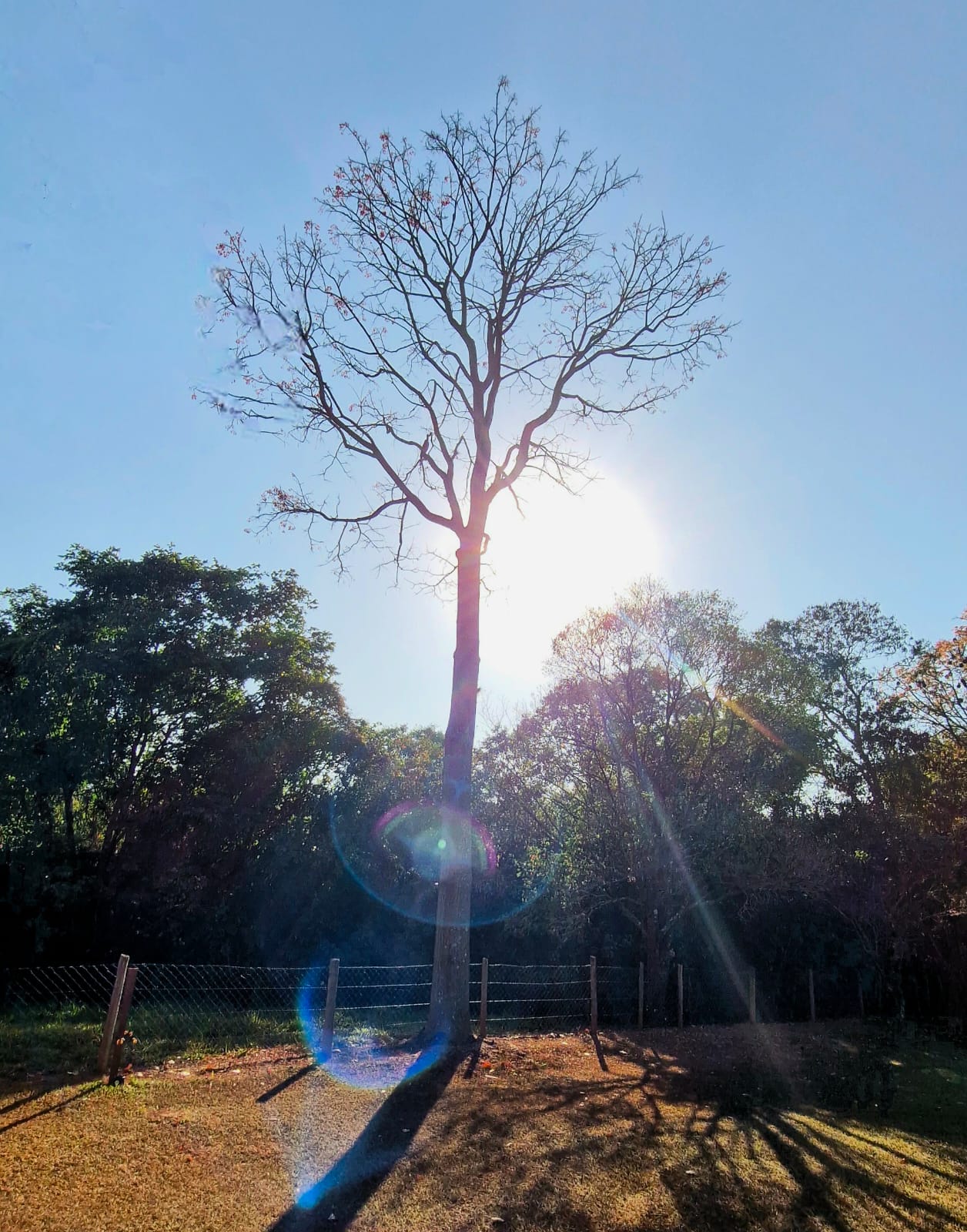 Árvore alta em contraluz com raios de sol e lens flare