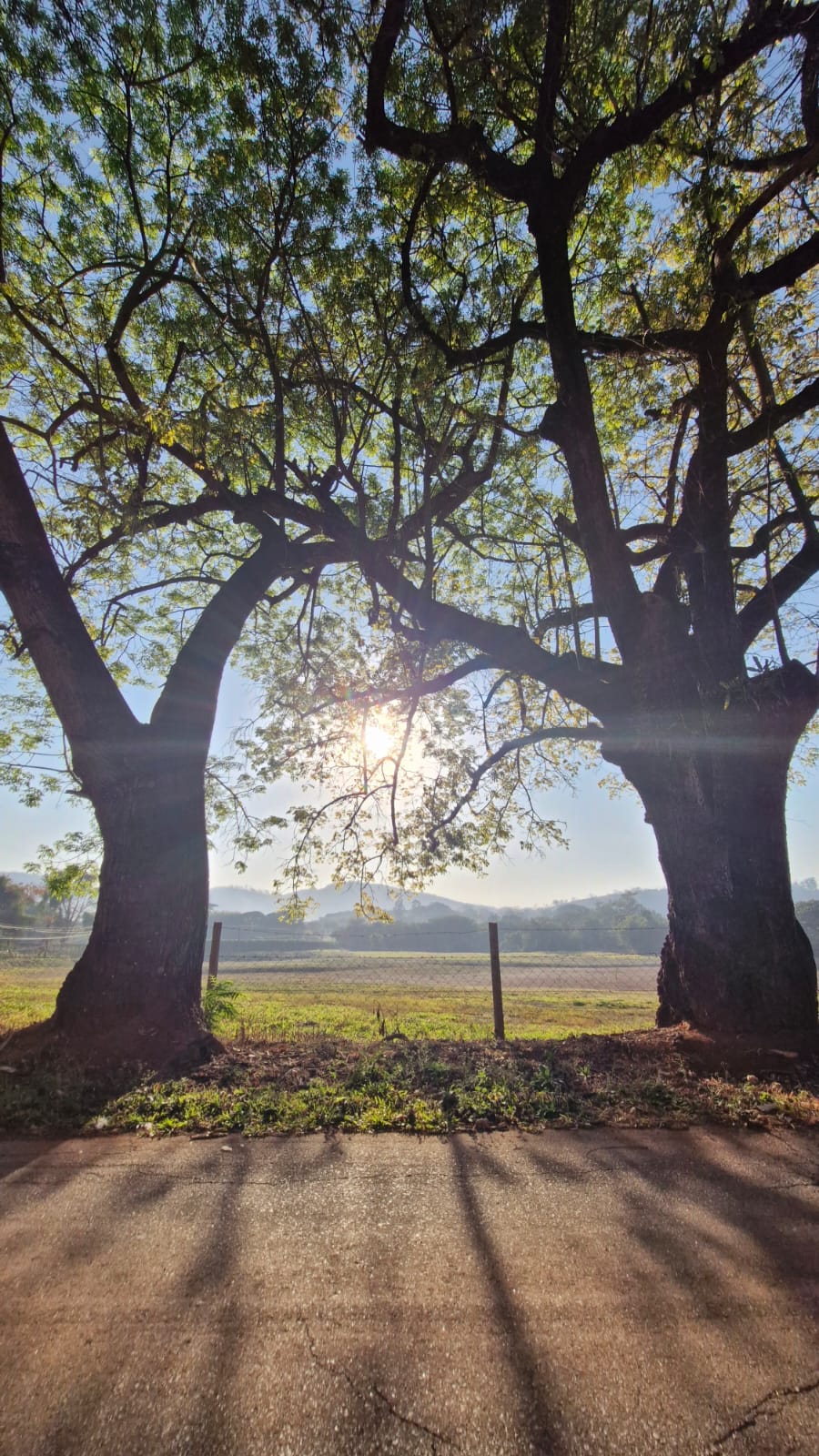 Duas árvores centenárias com sol da manhã filtrando entre galhos